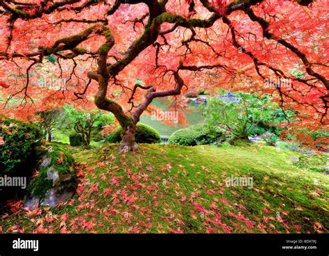 Image result for Japanese Maple Tree Fall