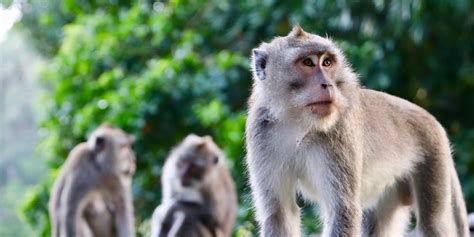 Image result for Taxonomy Classification Order