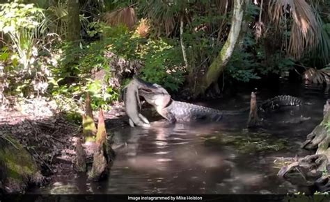 Image result for Guy Eating Pizza in Swamp with Alligator