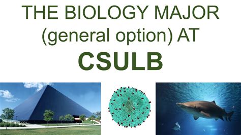 CSULB Majors-க்கான படிம முடிவு