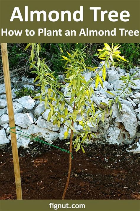 How to Prune a Flowering Almond Tree に対する画像結果