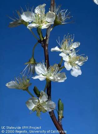 Plum Flower Disection に対する画像結果