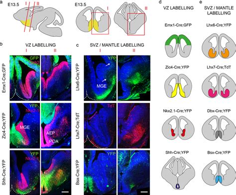 Mouse Brain Map Visual Cortex ಗಾಗಿ ಇಮೇಜ್ ಫಲಿತಾಂಶ