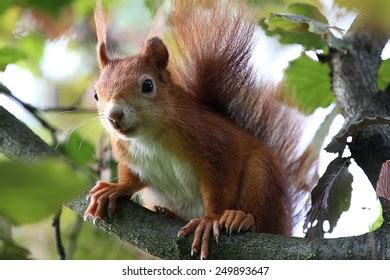 Funny Squirrel Stock Photo 249893647 | Shutterstock