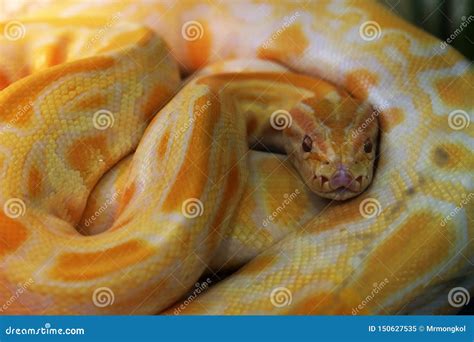 Toradh íomhá ar Albino Python Front Face