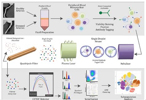 Image result for Flow Cytometry Sample Preparation