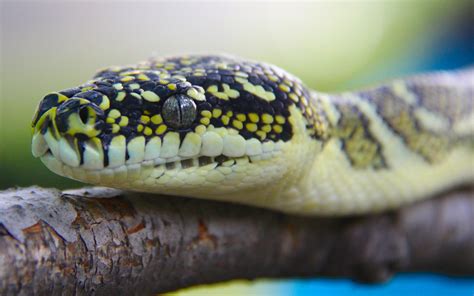 Toradh íomhá ar Red Python Reddit