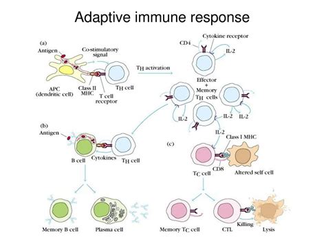 Image result for Examples of Adaptive Immunity