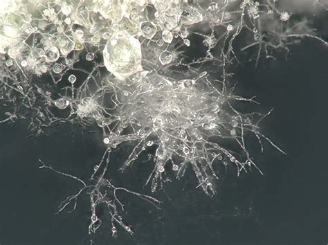 Image result for High Power Field Microscope