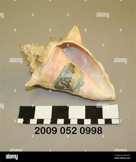 Conch Shell Color に対する画像結果
