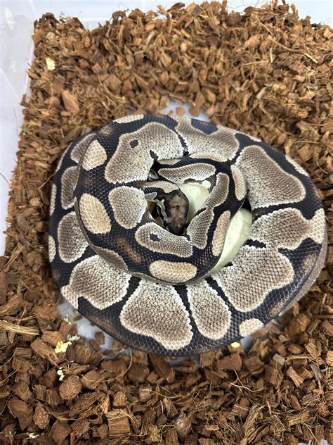 Afbeeldingsresultaten voor Septicemia Ball Python