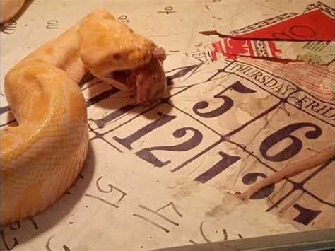 Image result for Burmese Python Eating Live Chicken