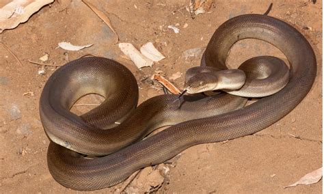 Image result for Olive Python Eating