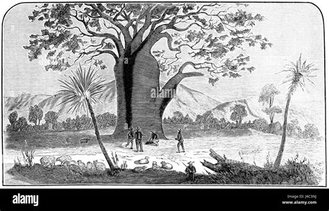 Monkeys On Baobab Tree に対する画像結果