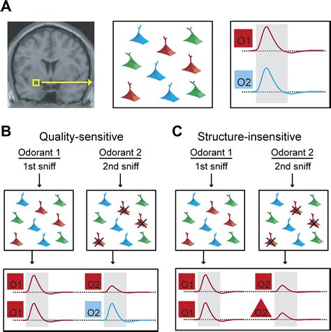 Toradh íomhá ar Mouse Visual Cortex Side View