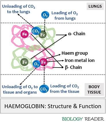 Image result for Hemoglobin Structure and Function