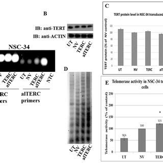 Terc Gene Coding Region-साठीचा प्रतिमा निकाल