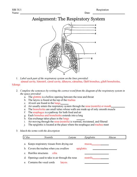 Afbeeldingsresultaten voor Respiratory System Notes PDF