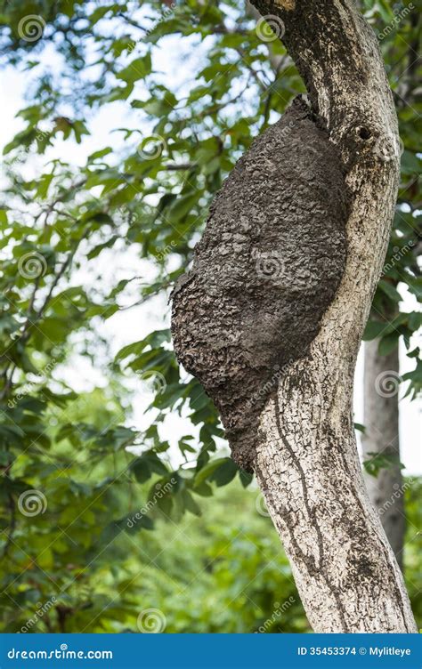 Image result for Termite Nest in Tree