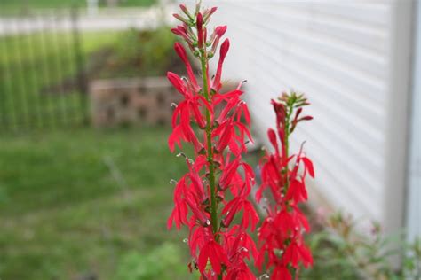 Image result for Cardinal Flower Information