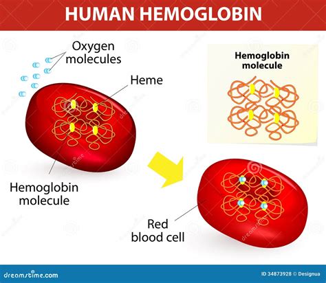 Image result for Hemoglobin Structure and Function