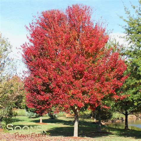 Image result for Sunset Maple Tree Problems