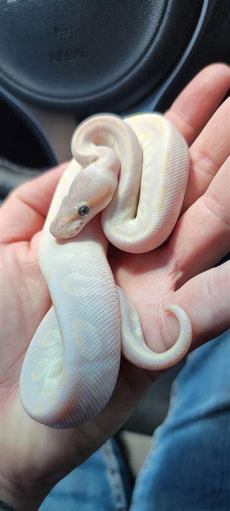 Toradh íomhá ar Baby Ball Python with Attitude