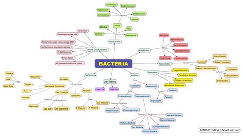 Classification Mind Map Template కోసం చిత్ర ఫలితం
