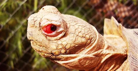 Afbeeldingsresultaten voor Tortoise Signs of Shell Rot