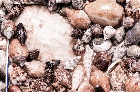 Afbeeldingsresultaten voor Round Sea Shells