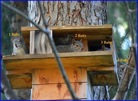 Fox Squirrel Nest Box に対する画像結果