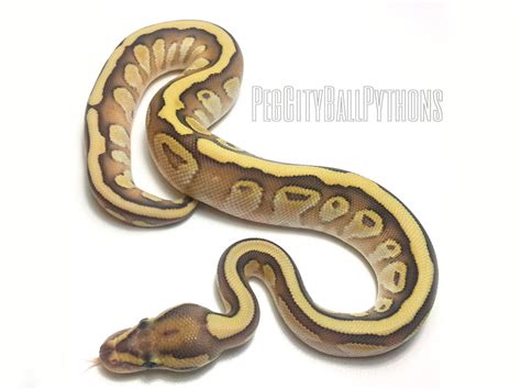 Image result for Butter Fire Ball Python