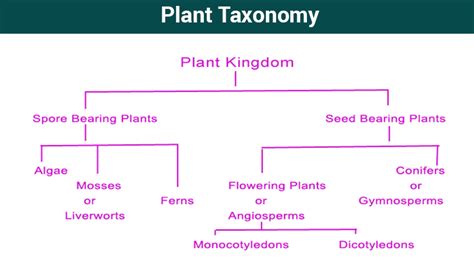 Image result for Non Examples of Taxonomy