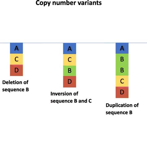 Image result for Copy-Number Variation