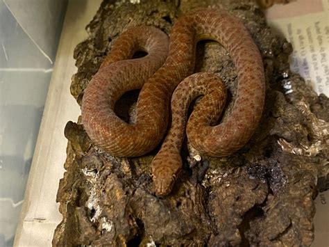 Afbeeldingsresultaten voor Albino Pygmy Python