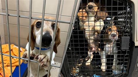 Résultat d’images pour Beagles for Adoption