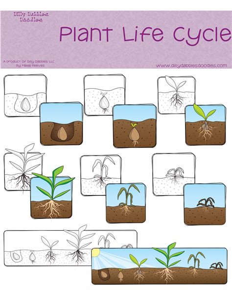 Afbeeldingsresultaten voor Copy and Paste Life Cycle Chart