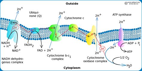 Visual Representation of Electron Transport Chain に対する画像結果