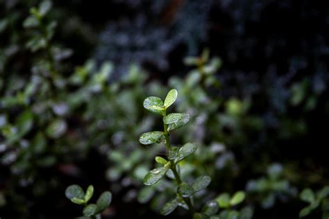 Image result for Early Spring Background