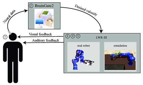 Image result for Open vs Closed Loop Neural Control