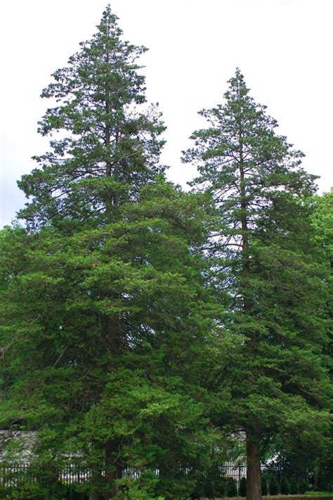 Atlantic White Cedar Tree Leaf Pattern に対する画像結果