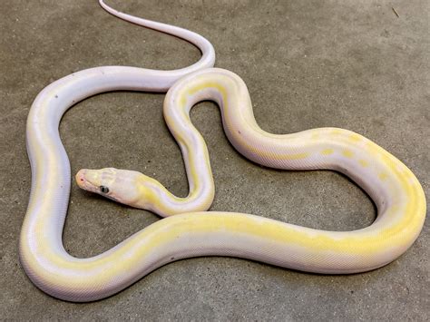 Toradh íomhá ar Reticulated Python Visual Cow