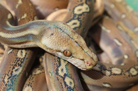 Ivory Reticulated Python に対する画像結果