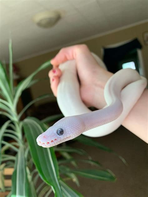 Bruese Python Cute ಗಾಗಿ ಇಮೇಜ್ ಫಲಿತಾಂಶ