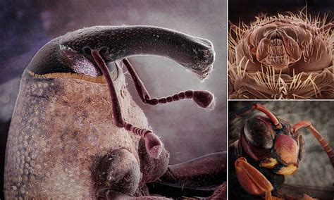 Image result for Insects Under Electron Microscope