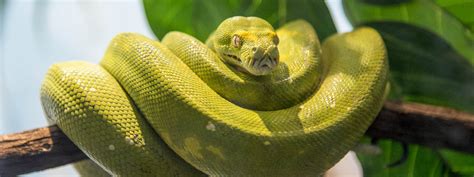 Bildergebnis für Chicago Zoo Python