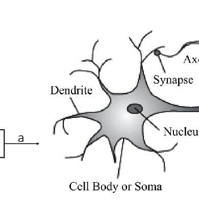 Single Neuron Model に対する画像結果