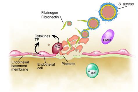 Image result for Intracellular Receptors Example