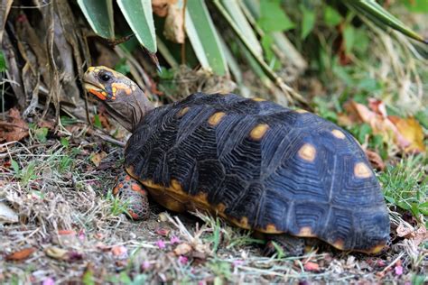 Afbeeldingsresultaten voor Red-footed Tortoise Shell Rot