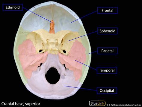Image result for Cranial Nerve On the Brain in the Lab